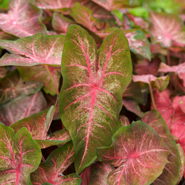 Caladium