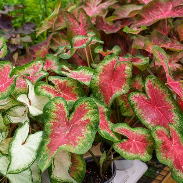Caladium