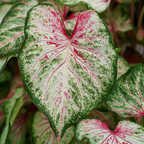 Caladium