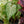 Load image into Gallery viewer, Caladium