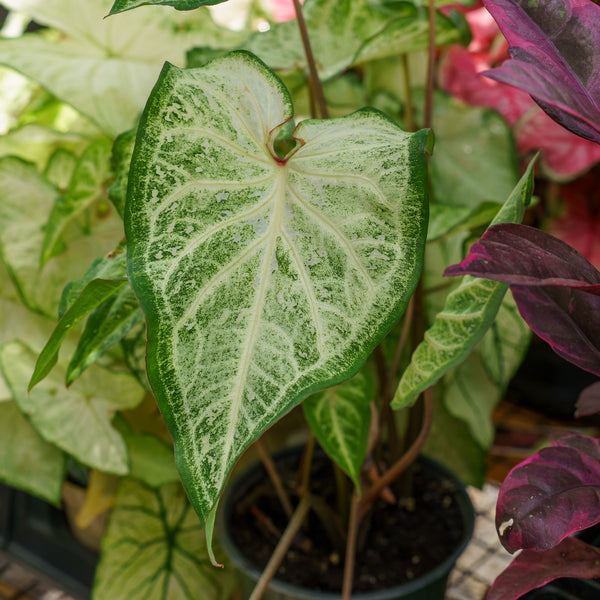 Caladium