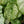 Load image into Gallery viewer, Caladium