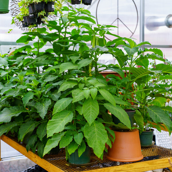Versicolor Angel's Trumpet