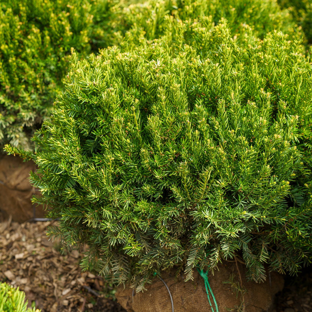 Angelica Yew – Plant Detectives