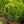 Load image into Gallery viewer, Angelica Yew