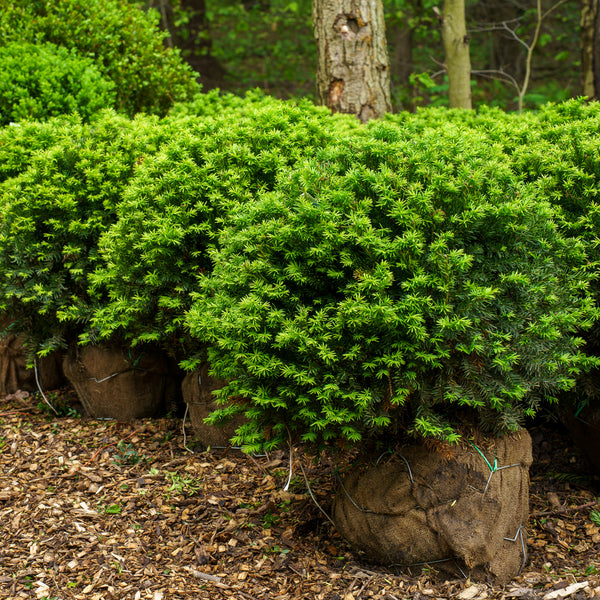 Angelica Dense Yew