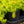Load image into Gallery viewer, Angelina Stonecrop