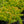 Load image into Gallery viewer, Angelina Stonecrop