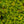 Load image into Gallery viewer, Angelina Stonecrop