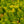 Load image into Gallery viewer, Angelina Stonecrop