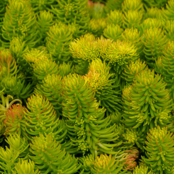 Angelina Stonecrop