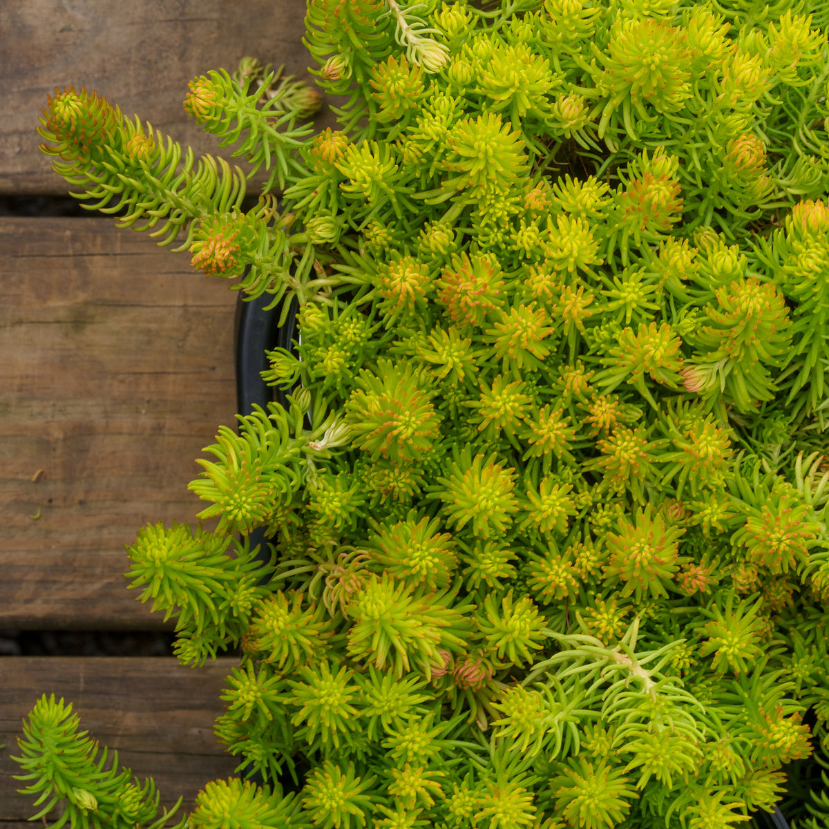 Angelina Stonecrop – Plant Detectives