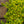 Load image into Gallery viewer, Angelina Stonecrop