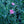 Load image into Gallery viewer, Angel of Desire Dianthus