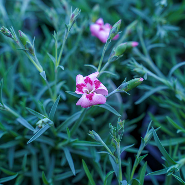 Angel of Desire Dianthus