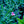 Load image into Gallery viewer, Angel of Desire Dianthus