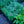 Load image into Gallery viewer, Angel of Desire Dianthus