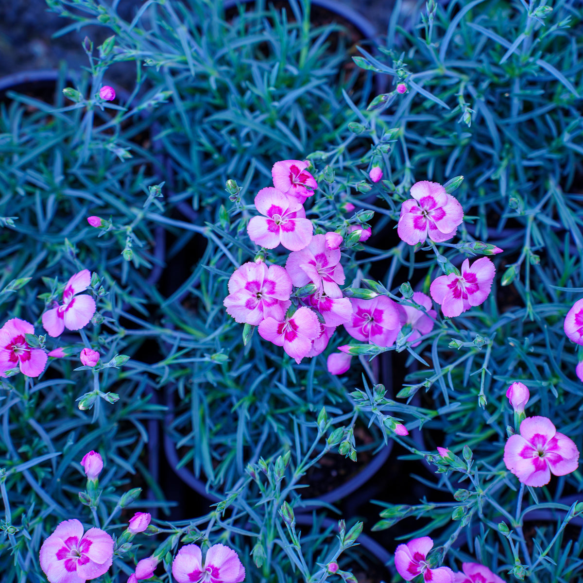 angel dust plant Angel of Peace Dianthus – Plant Detectives