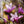 Load image into Gallery viewer, Ann Magnolia - Magnolia - Flowering Trees
