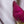 Load image into Gallery viewer, Ann Magnolia - Magnolia - Flowering Trees