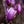 Load image into Gallery viewer, Ann Magnolia - Magnolia - Flowering Trees