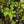 Load image into Gallery viewer, Ann Magnolia