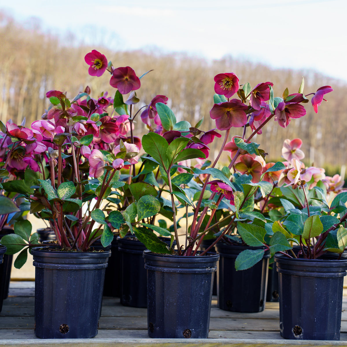 Anna_sRedLentenRose_1_1200x120
