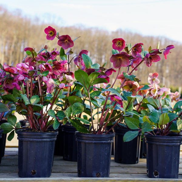 Anna's Red Lenten Rose