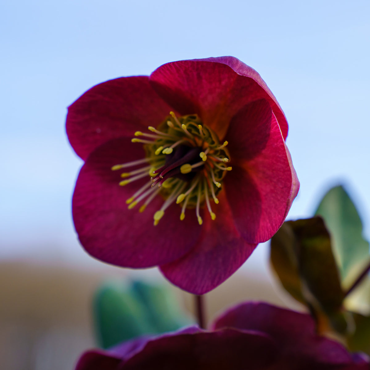 Anna's Red Lenten Rose – Plant Detectives