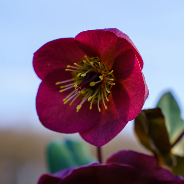 Anna's Red Lenten Rose