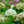 Load image into Gallery viewer, Annabelle Hydrangea - Hydrangea - Shrubs