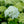 Load image into Gallery viewer, Annabelle Hydrangea - Hydrangea - Shrubs