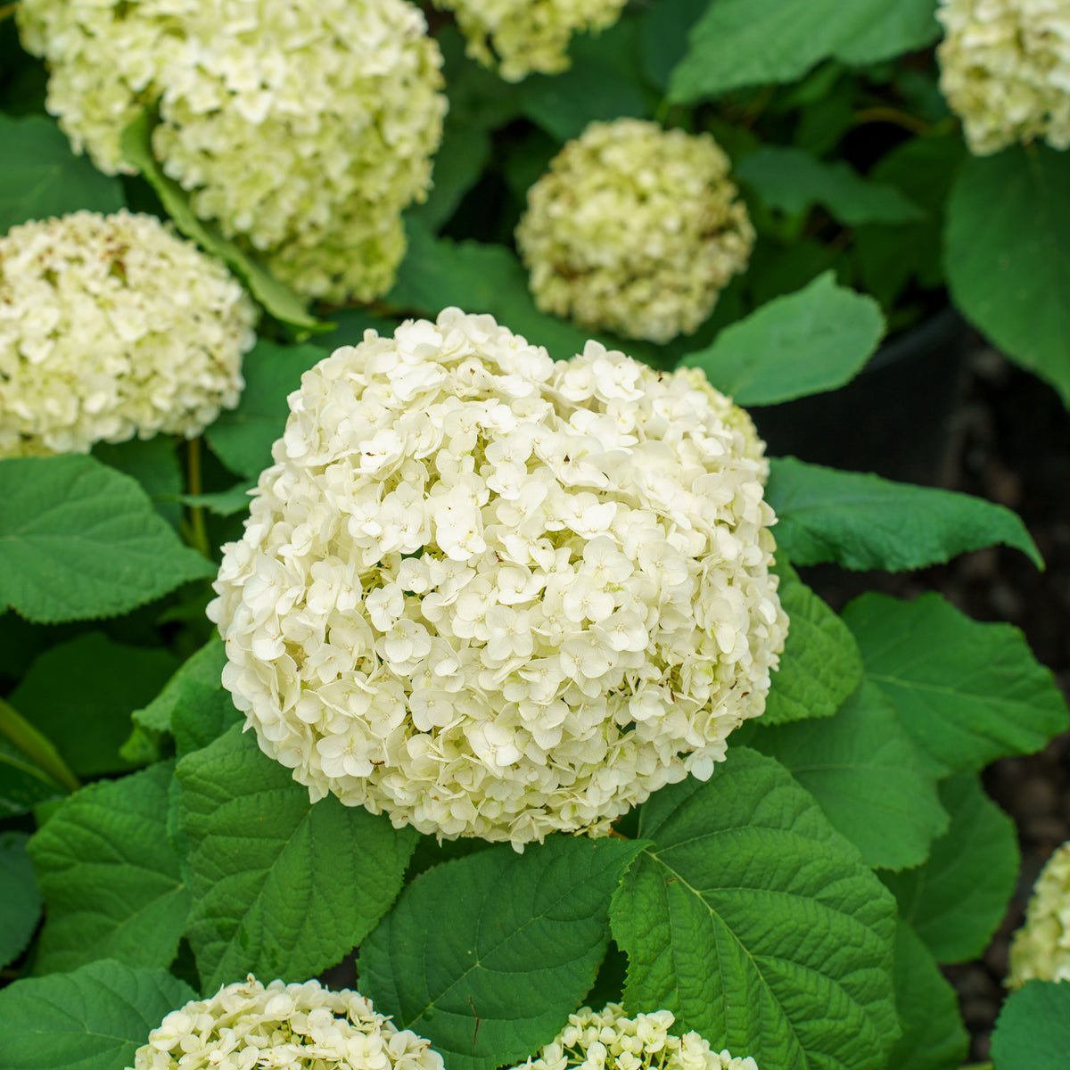 annabelle plant Annabelle Smooth Hydrangea – Plant Detectives