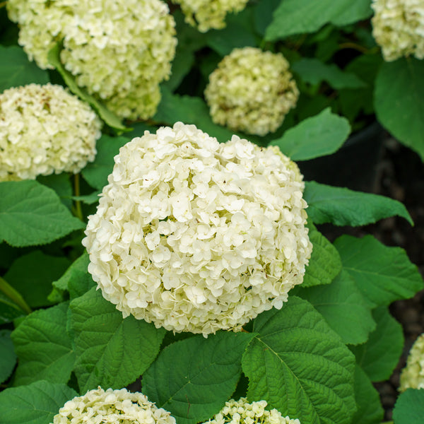Annabelle Smooth Hydrangea
