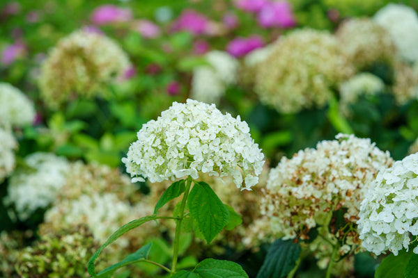 Annabelle Hydrangea - Hydrangea - Shrubs