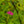Load image into Gallery viewer, Anthony Waterer Spirea