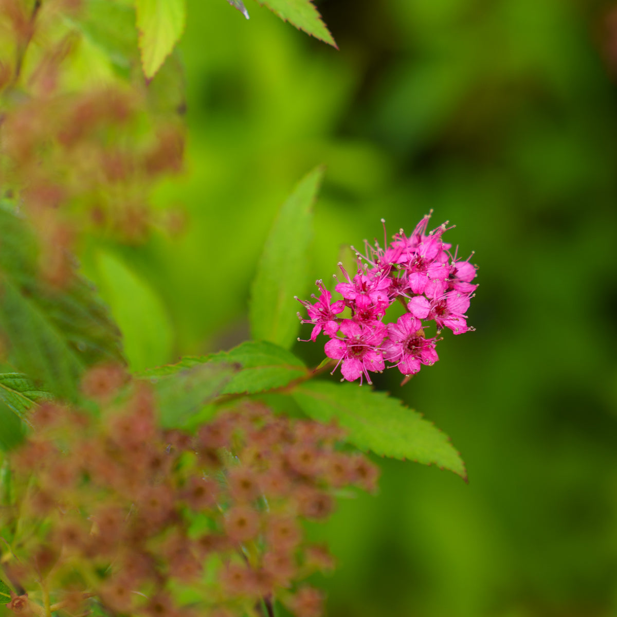 Anthony Waterer Spirea – Plant Detectives