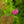 Load image into Gallery viewer, Anthony Waterer Spirea