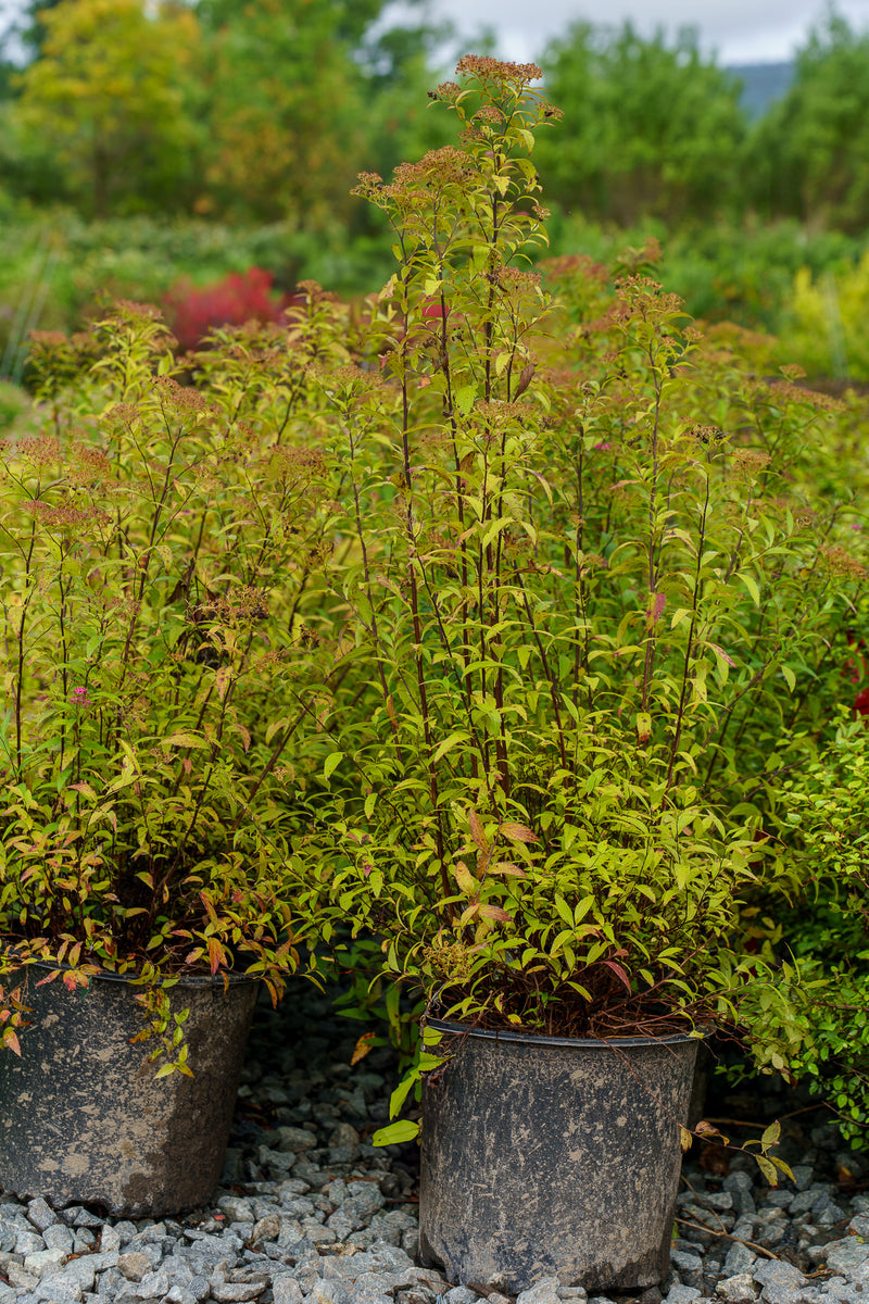 Anthony Waterer Spirea – Plant Detectives