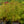 Load image into Gallery viewer, Anthony Waterer Spirea