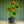 Load image into Gallery viewer, Anthurium - Other Houseplants - Houseplants