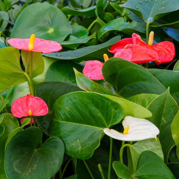 Anthurium - Other Houseplants - Houseplants