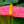 Load image into Gallery viewer, Anthurium - Other Houseplants - Houseplants
