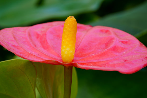 Anthurium - Other Houseplants - Houseplants