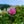 Load image into Gallery viewer, Aphrodite Rose of Sharon