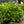 Load image into Gallery viewer, Aphrodite Sweetshrub