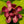 Load image into Gallery viewer, Aphrodite Sweetshrub