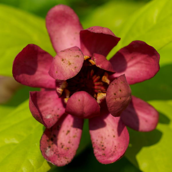 Aphrodite Sweetshrub
