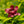 Load image into Gallery viewer, Aphrodite Sweetshrub