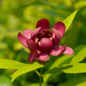 Aphrodite Sweetshrub